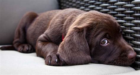 labrador retriever shedding level.